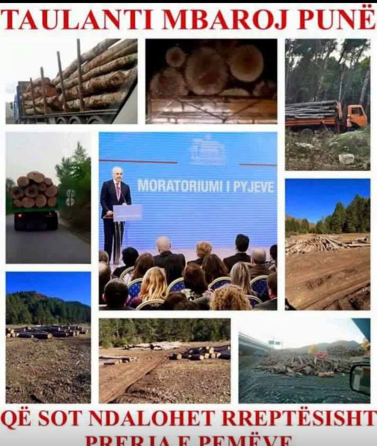 FOTO LAJM/ Ndalohet prerja e pyjeve, klani i lidhur me dyshen Rama – Balla mbaroi punë!