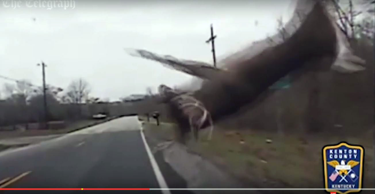 VIDEO/ Makina e policisë bën të “fluturojë” një dre