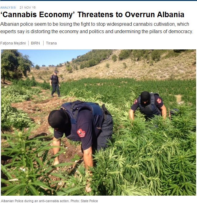 Alarmi i sekretarit të PPE: Kanabisi kërcënon Shqipërinë
