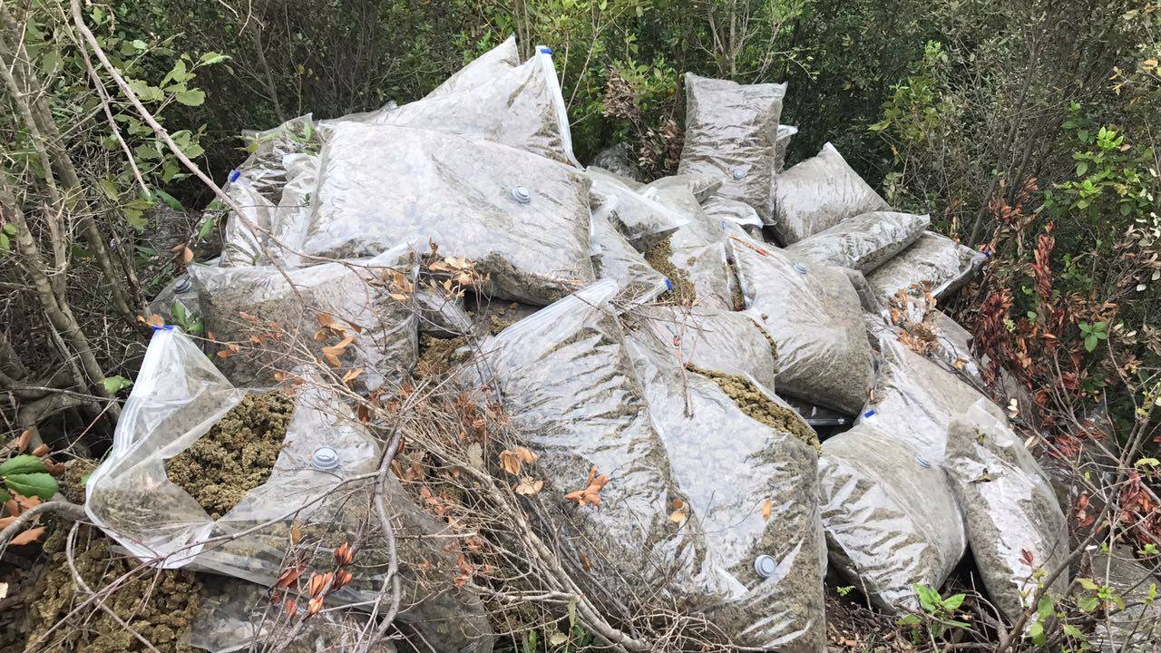 FOTO/ Berat, operacion masiv antidrogë, sekuestrohen 2 ton kanabis