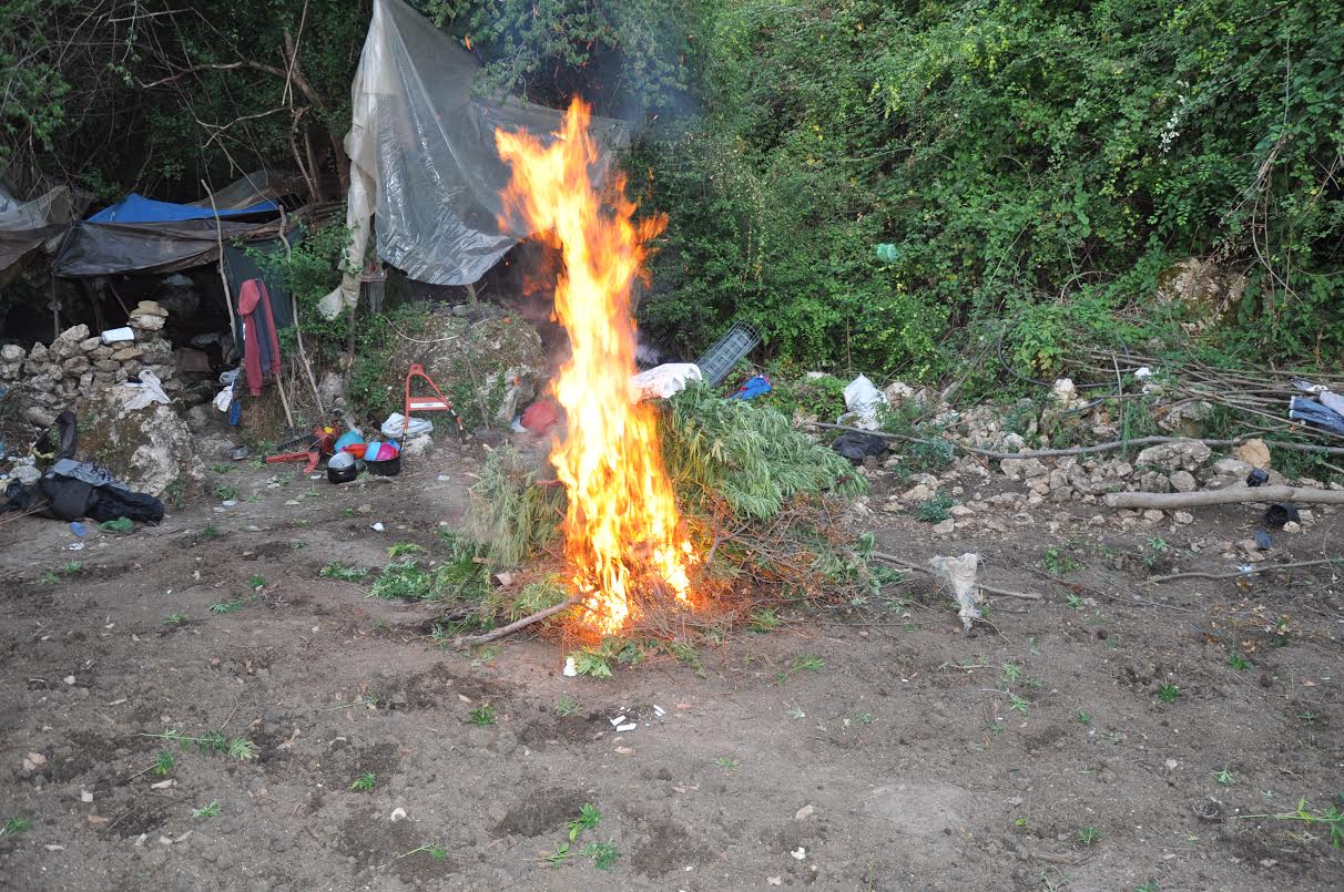 Asgjesohen 1000 rrënjë kanabis; ja kush janë 8 personat e vënë në pranga