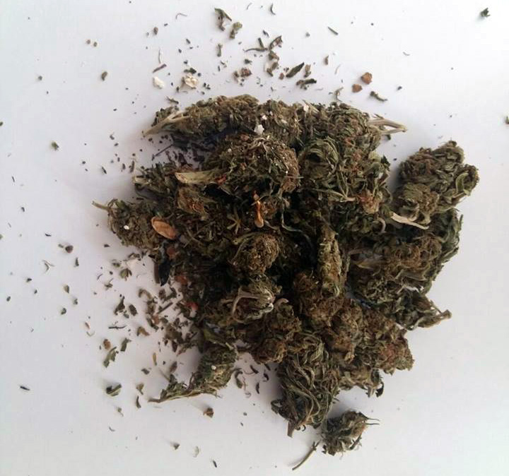 Durrës, në pranga 4 persona, do të shisnin në kryeqytet 43 kg kanabis