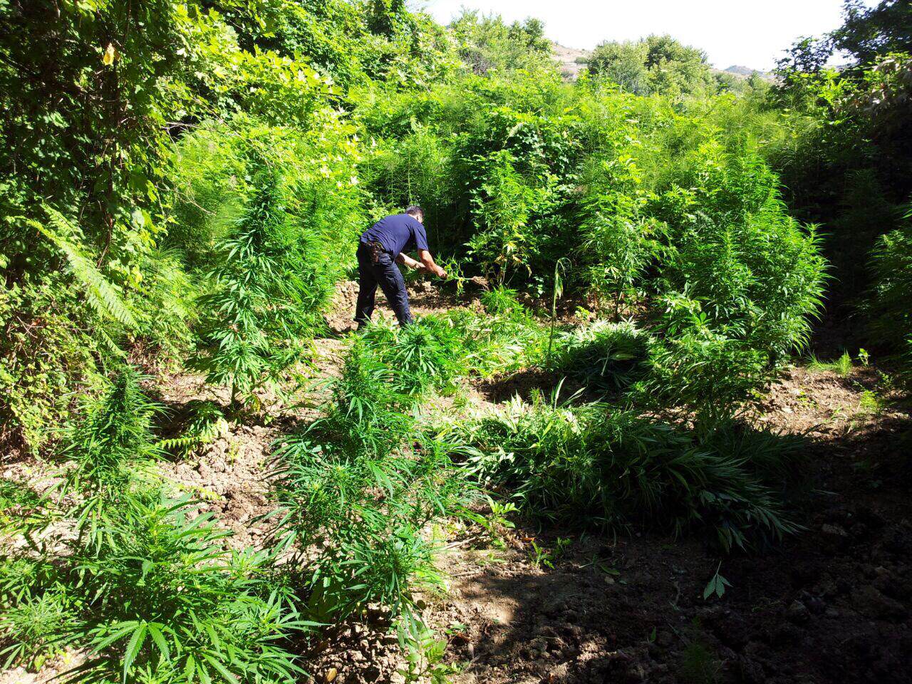 Krujë, dy parcela me drogë, proçedohen tre persona