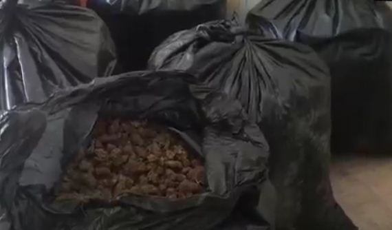 FOTO & VIDEO/ Vlorë, goditet banda e drogës, sekuestrohen 77 kg marihuanë, 4 në pranga