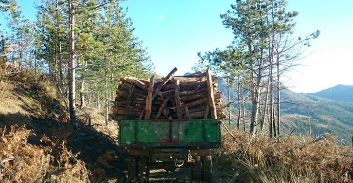 FOTO SKANDAL/ Pyjet e Pukës dhe Mirditës po shkatërrohen me shpejtësi para moratoriumit të pyjeve