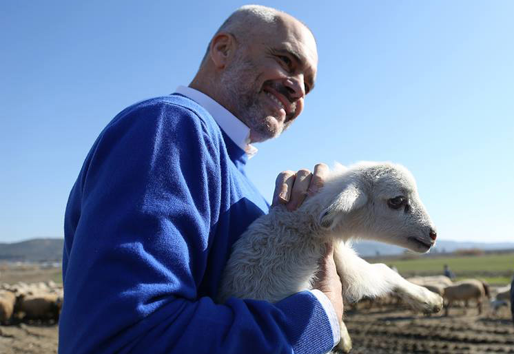 VIDEO/ Për cilën tufë delesh e ka fjalën “çobani” Edi Rama…?!