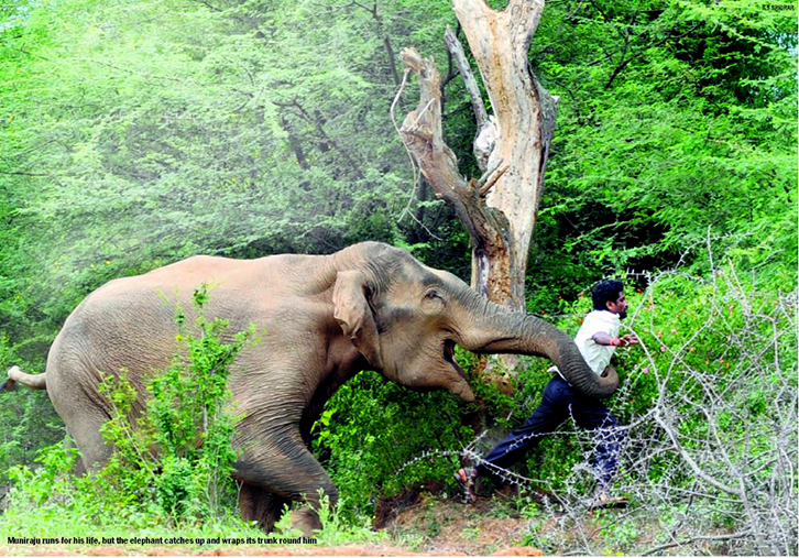 Tufa e elefantëve sulmon tre fshatra vret 4 persona
