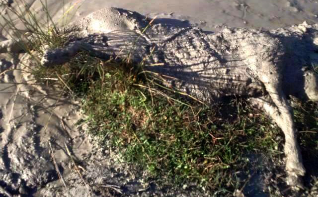 FOTO GALERI/ Ersekë, uji merr përpara bagëtitë, pushton rrugët