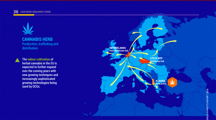 RAPORTI/ Europol: Shqipëria, burimi kryesor i prodhimit dhe trafikimit të kanabisit në Europë
