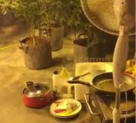 EMRAT/ Kishin ngritur fabrikë përpunimi kanabisi, dy shqiptarë kapen në Britani