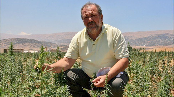 Ferma gjigante, flet pronari: Nëse qeveria do të na jepte alternativë tjetër, nuk do të mbillja hashash