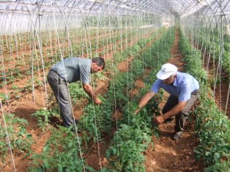 Fermerët në vështirësi me serrat