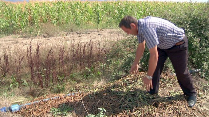 Embargoja ruse, fermerët e Lushnjes të zhgënjyer nga ministria, hedhin prodhimet në kanal