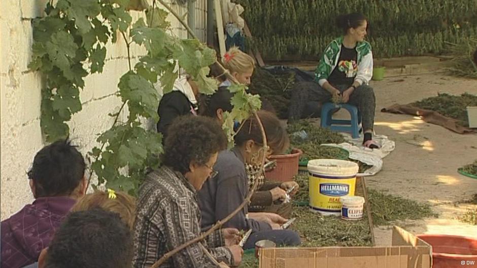 Bosi i drogës merr me qira punonjëset e rrobaqepësisë për të punuar me kanabis