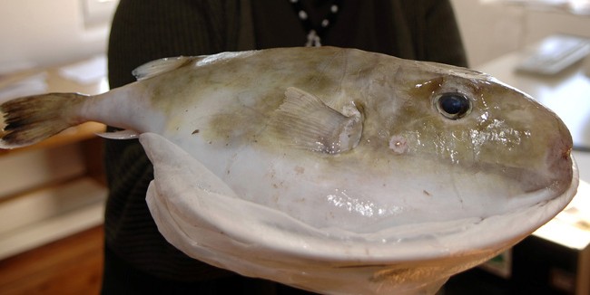 Deti Adriatik vizitohet nga peshq vdekjeprurës