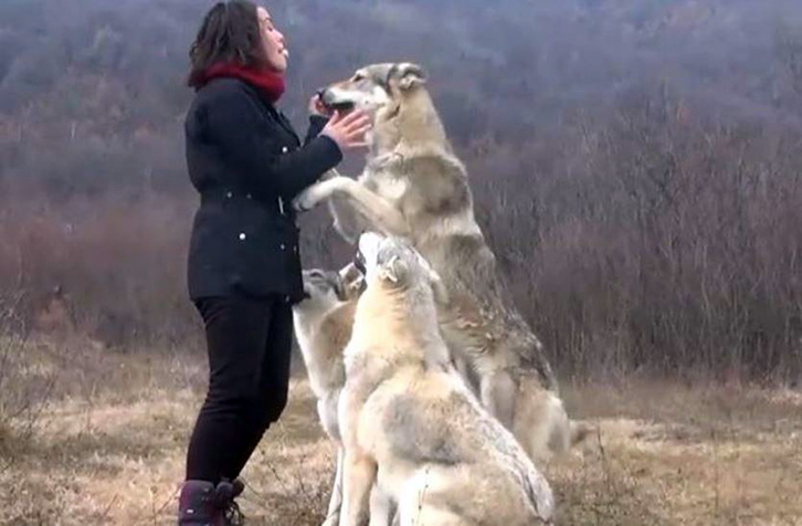 FOTO GALERI/ Familja shqiptare që jeton me tre ujqër