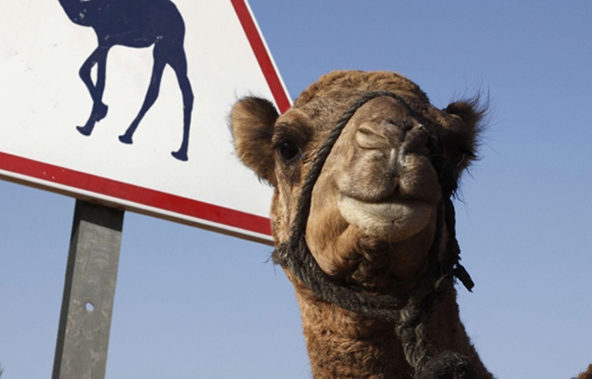 Kodi rrugor. 10 rregullat më të çuditshëm në botë