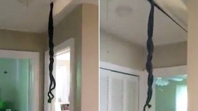 VIDEO/ Kthehet në shtëpi dhe gjen gjarpërinjtë duke bërë seks …