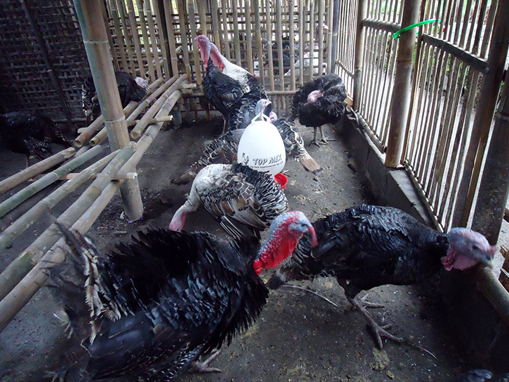 Veliaj ndalon “hyrjen” e gjelit të detit në Tiranë