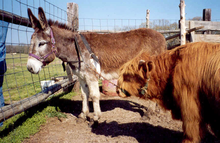 VENDIMI & FORMULARI/ Kush ka gomar apo dem në shtëpi humbet ndihmën ekonomike