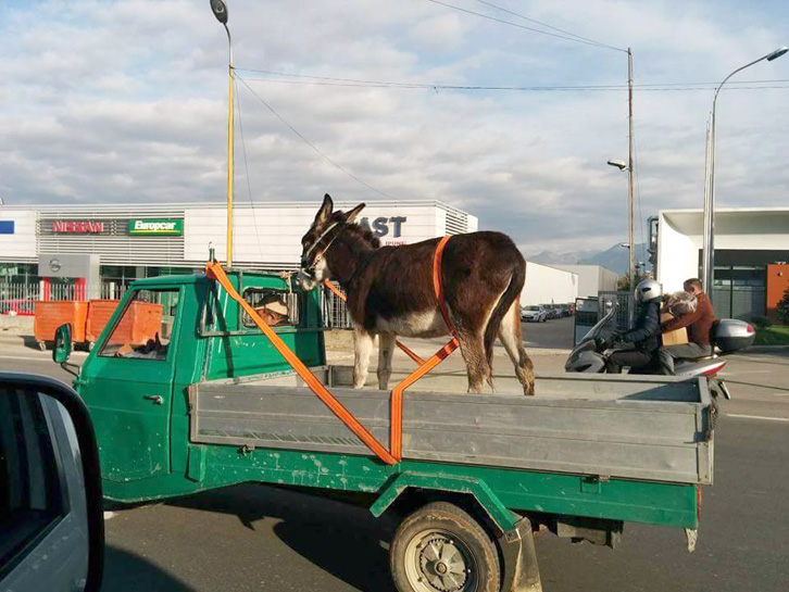 FOTO HUMOR/ Policia nuk ka çfarë i bën, rripin e sigurimit e ka vënë