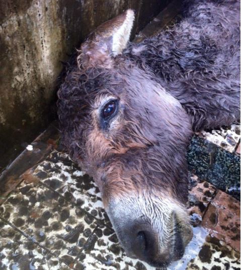 VIDEO/ Gomari pa zot në rrugët e Tiranës, “i harruar” edhe nga bashkia