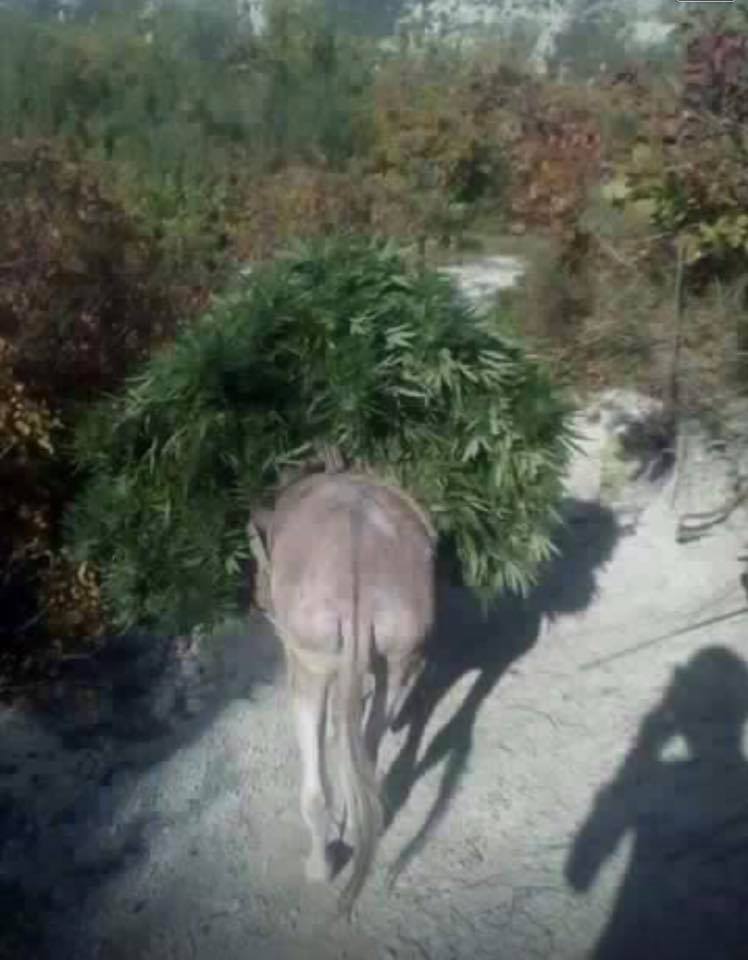 FOTO LAJM/ Në Alpet e Kanabistanit!