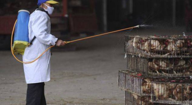 Zbulohen vatra të gripit të shpendëve në dy fshatra në Fier