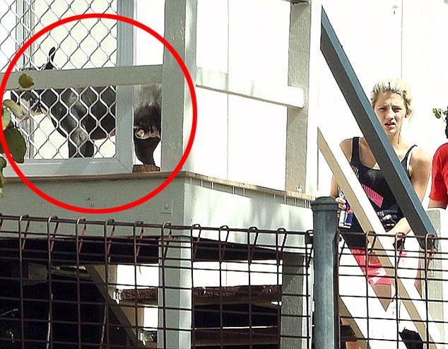 FOTO/ Një 27-vjeçare përdhunoi pitbullin, pret dënimin prapa hekurave