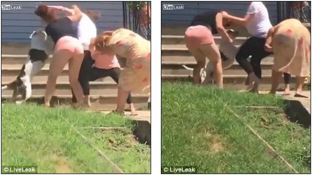 VIDEO/ Gratë përleshen midis tyre, qentë u vijnë në ndihmë