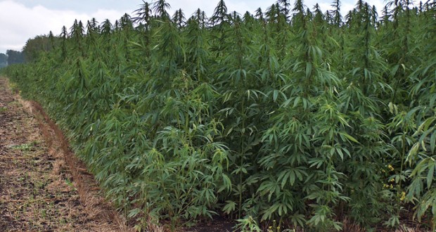 Drogë pa fund në Shqipëri, asgjesohen edhe 24527 rrënjë kanabis