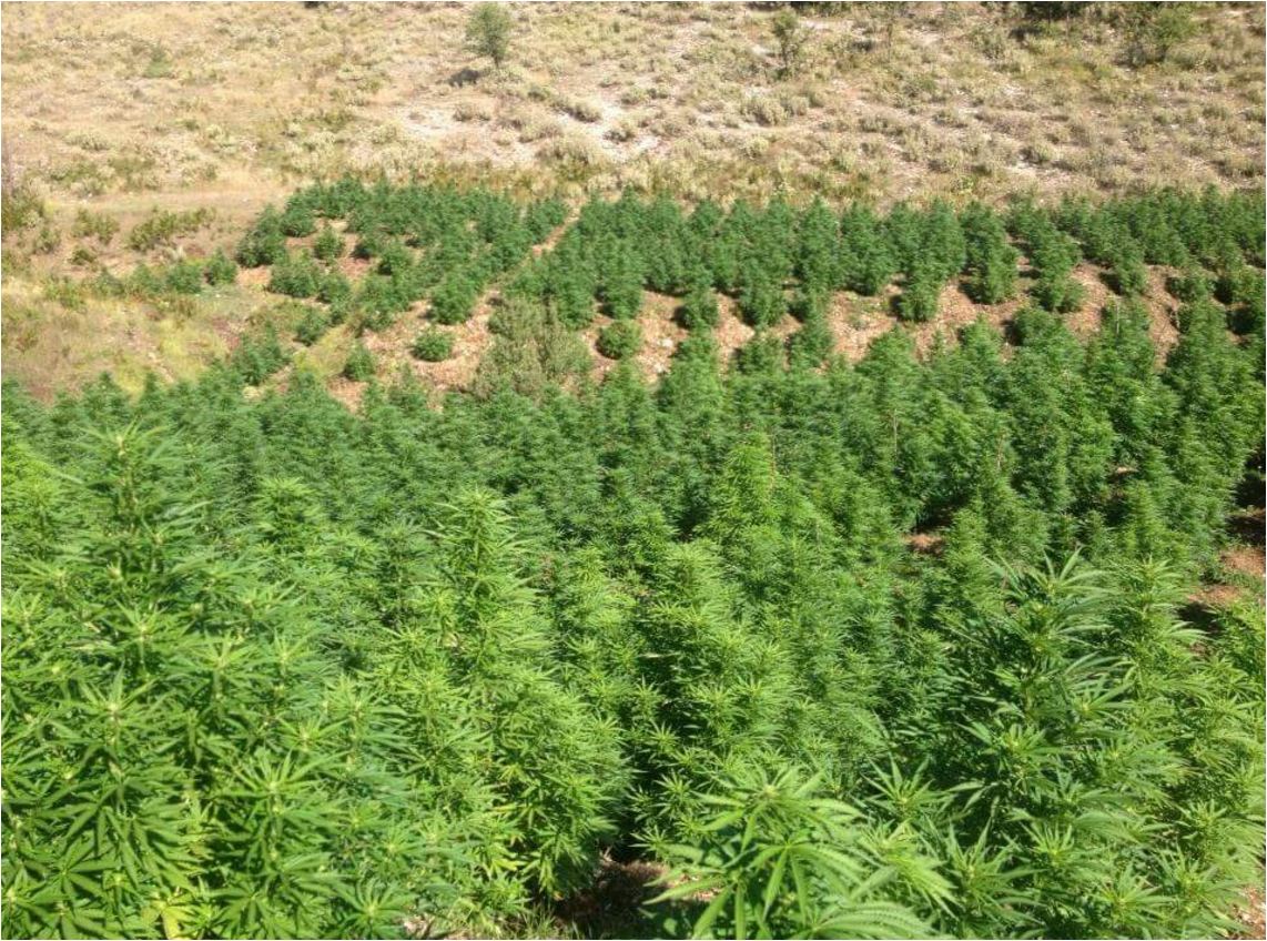 DENONCIMI/ “Ka rënë çmimi i kanabisit, nuk po fitojmë asgjë, punojm për të pasuruar xhepat e këtyre kriminelave në pushtet”