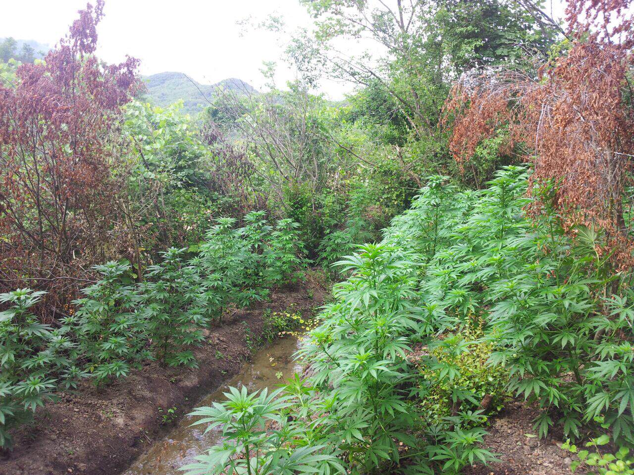 Edhe pas denoncimit me foto e video, Edi Rama vazhdon të mbrojë parcelat me kanabis 2 km larg Rinasit