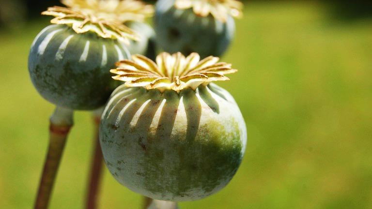 Në Shqipëri po kultivohet bima që shërben si lëndë e parë e heroinës
