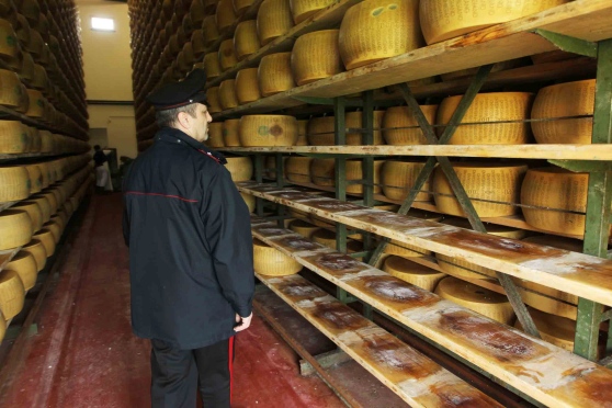 VIDEO/ Banda italo-shqiptare me dron e prostituta vodhi djathë me vlerë 785 mijë euro