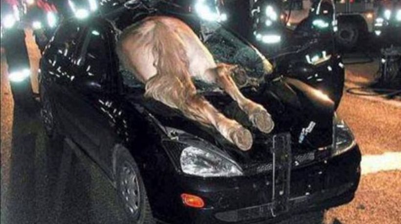 FOTO/ Aksident i rrallë në Greqi, kali hyn në makinë