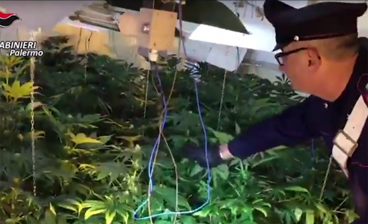 VIDEO & EMRI/ Itali, një qen zbulon serën e kanabisit në shtëpinë e shqiptarit