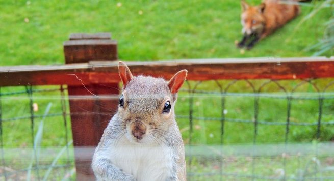 FOTO GALERI/ Ketri kërkon ndihmë…, kërcënohej nga dhelpra