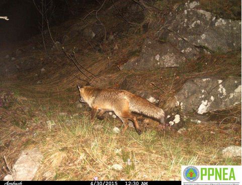 FOTO GALERI/ Fotografohen kafshë të rralla në malet shqiptare