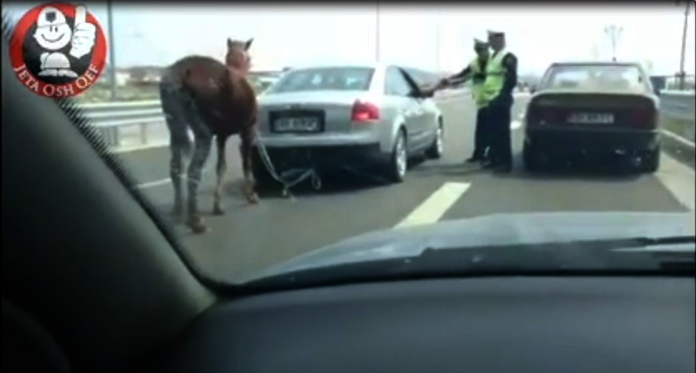 VIDEO/ Duke tërhequr kalin në autostradë me “bekimin” e policisë