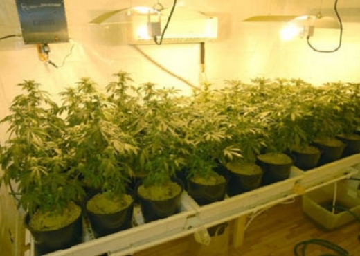 Tiranë, 5 bashkëpunëtorë të tjerë në pranga për laboratorin e kanabisit