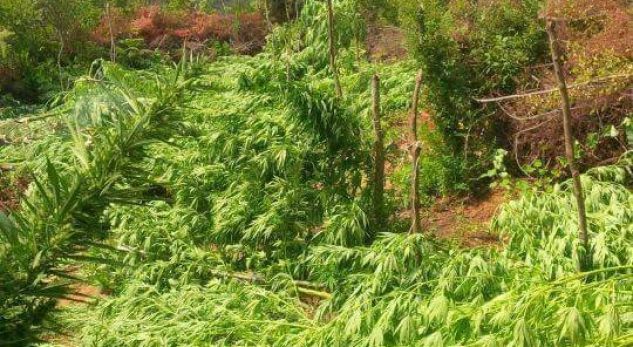 Cërrik, asgjësohen 7000 bimë kanabis