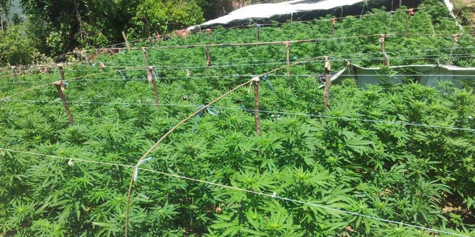 “Skenari Kolumbian” i Shqipërisë