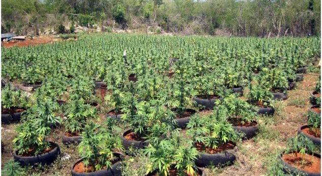 EMRAT/ Elbasan, zjarrfikës që mbjell kanabis dhe vjedhje, SHÇBA ndalon dy persona