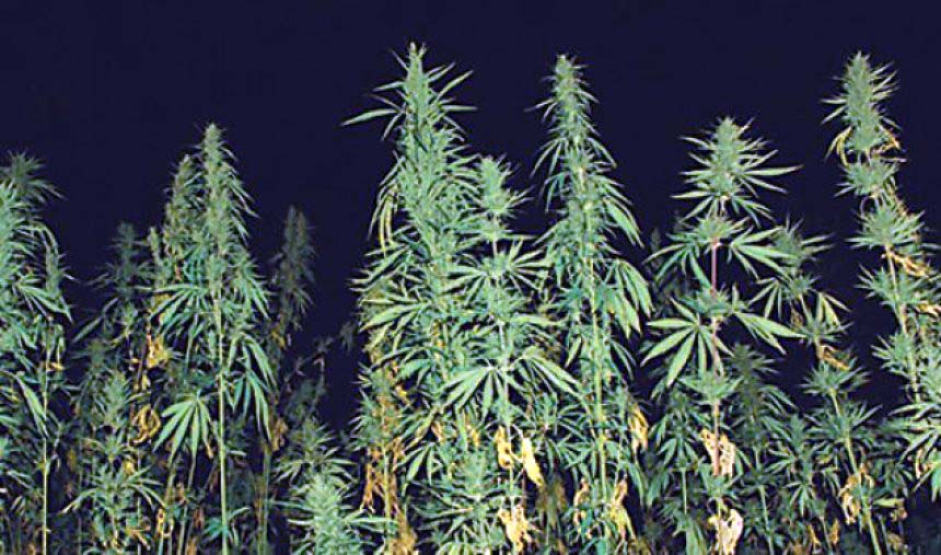 Mallakastër, i vrari dhe dy të plagosurit, viktima të rojës së hashashit