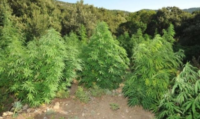 “Mileti le të lehë, droga të ecë përpara”