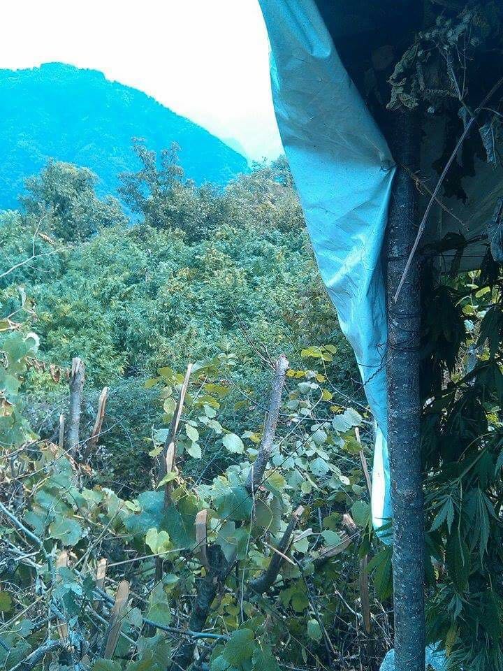 Shkulen 11 mijë bimë kanabis në Shkodër, në Dibër asnjë