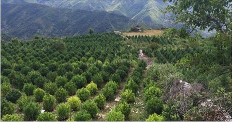 INVESTIGIM/Ara më kanabis te Universiteti Bujqësor i Kamzës në kohën e Enver Hoxhës