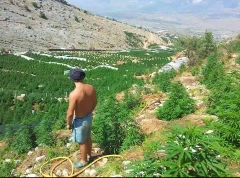 Polici dixhital: Policë sigurimi për arat e kanabisit!