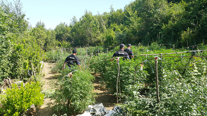 YLLI DYLGJERI/ Kanabisi po mbulon policët dhe po deh qentë e drogës